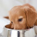 24시OK동물병원 이미지