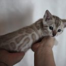 소유뱅갈캐터리 이미지