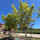 거성초등학교 이미지