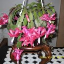 Christmas cactus flower! 이미지