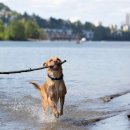 find your dog 이미지