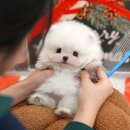 동행 애견 돌봄센터 부산점 강아지 고양이 무료분양 | 부산애견샵 투명한 절차가 돋보이는 미유펫