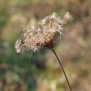 청암순대 네이버블로그