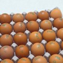 귀래농장 | 원주계란정기배송 달그락 유정란 난각번호4번 1등급 신선란 솔직후기