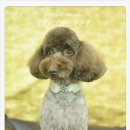 코코애견샵 이미지