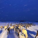 스시투어파트2 | 노르웨이 트롬쇠와 트롬소 여행_순록 썰매 투어 후기 파트 2 (Sámi 문화 + Tromsø Arctic Reindeer...