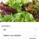 국산 유러피안 유럽 샐러드 야채 채소 쌈채소 로메인 상추1kg 6,900원 ‼️‼️ 이미지