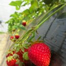 은실농장 이미지