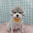 펫피파니 이미지