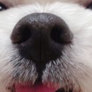 PUPPYSUN/퍼피썬 애견미용실 이미지
