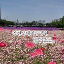 중간 | 영천 여행 보라유채 실시간 후기 &amp; 주차 및 관람 꿀팁
