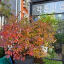전주에서 만난 예쁜 꽃들, 감성 가득 플라워샵 후기