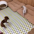 알로하도그 이미지