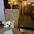 행복한 멍냥이 | 동대문애견동반 냥냥쩝쩝 강아지 생일 케이크