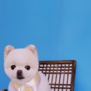 살롱드 펫 이미지
