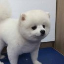 아담스펫살롱 이미지