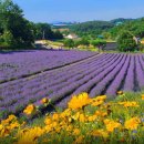 6월 15일 보랏빛 향기 가득한 라벤더의 정원, 정읍 허브원과 고창 청농원 (장소변경) 이미지