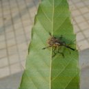 거위벌레- 참나무 새싹을 자르는 작은벌레 이미지