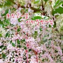 Vivaldi_ Four _Seasons_ Spring ㅡ 호장근,사위질빵 이미지
