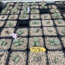 칠석농장 | 청주다육농장 후기 - 다육이 / 리톱스 / 코노 / 구경만 해도 너무 좋잖아