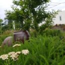 vivere 906 이미지