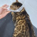 효민님의 뱅갈고양이 | 뱅갈고양이 미용 ~ 대전 고양이미용실 페르시안캣