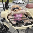 역곡오토바이 | 강아지와 함께하는 모토벨로 AKU2 펫스쿠터 라이딩