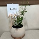 선광로즈웰2차아파트경로당 | [꽃새록] 청주 율량동 화분 구매 후기, 꽃집 추천!(내돈내산)