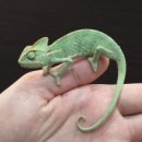 천우카 서비스 | 순둥이 베일드 카멜레온 입고 완료!