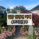 트리인블루 | 지금 안 가면 아쉬운 밀양 단장면 카페 트리인블루 장미 시즌