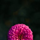디저트 굽다.