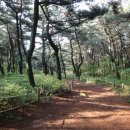 구덕산책로 숲길 이미지
