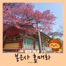 [3월 재능나눔] 스마트폰으로 매력적인 사진찍기 | 서울 강남 봄꽃 명소, 봉은사 홍매화 사진 가득 담아온 봄 산책 후기