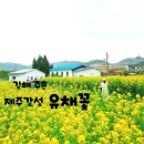 김해제일교회 | [김해] 주촌 제주감성 유채꽃 / 김해 주촌 유채꽃 숨은 명소 실시간