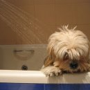 샤워하는 강아지 이미지