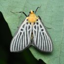 검은들로 이미지