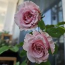 비앙브뉘 이미지