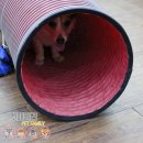 패밀리애견 이미지