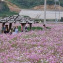 코스모스 산업 티스토리