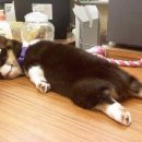 귀여워 강아지 이미지