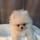 따스하개 이미지