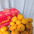 제주온팜 | 제주온팜 제주감귤 3kg 제주귤택배 후기
