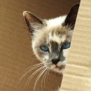 소백로1 이미지