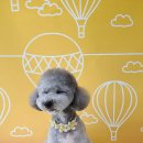 허니비 펫살롱 이미지