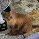 야옹야옹 이미지