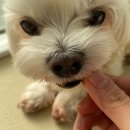 멍테소리 이미지