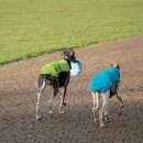 강아지 친구 이미지