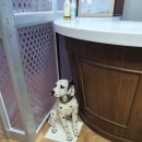 펫하우스 V 이미지