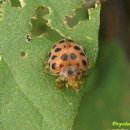 점박이 농장 이미지