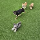 위드온 반려견 교육센터 이미지